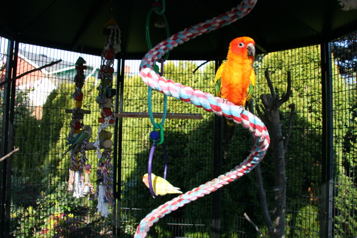Parrots in aviary
